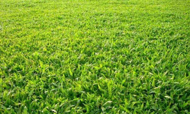 Giới thiệu về loại cỏ trồng sân bóng đá